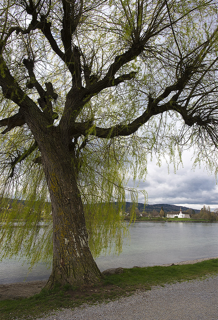 Tour Bodensee 03 - 2016_KA78783-1 Kopie.jpg - Nach dem sehendswerten Stadtbummel sind wir noch  am Rhein spazieren gegangen